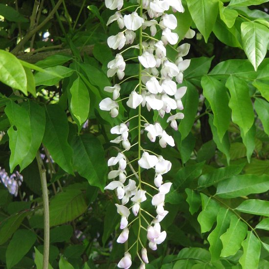Wisteria flo. 'Alba' Wisteria flo. 'Alba'