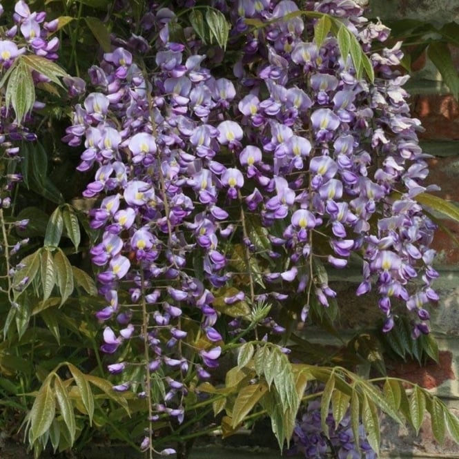 Wisteria sinensis 'Prematura'