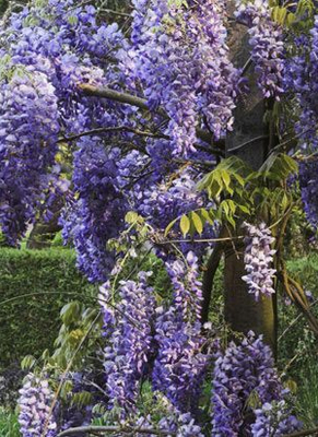 Wisteria sinensis 'Prolific' Wisteria sinensis 'Prolific'