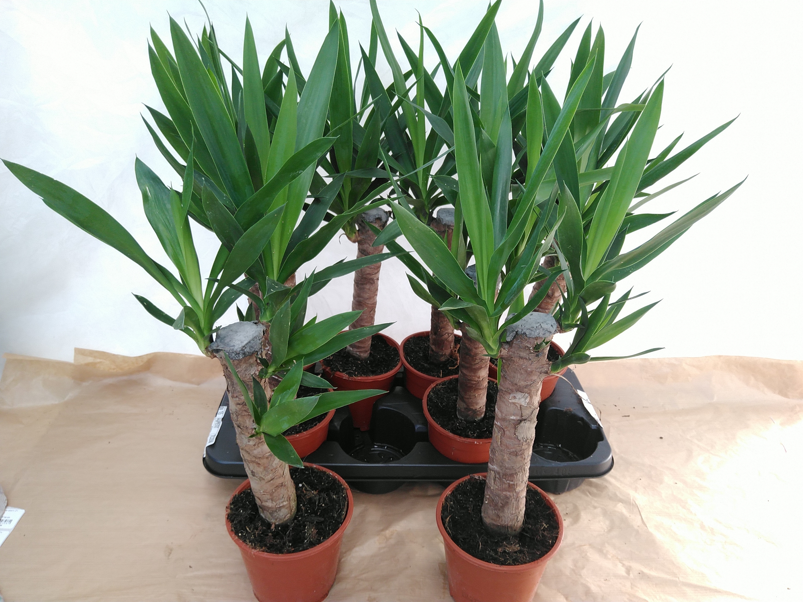 Yucca Enkele stam 2+ kop