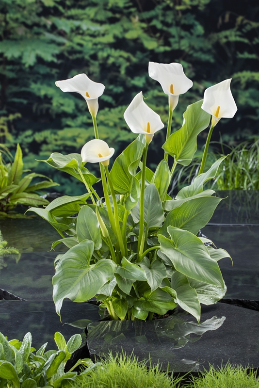 Zantedeschia aethiopica Zantedeschia aethiopica