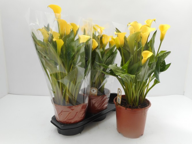 Zantedeschia calla mix Zantedeschia calla mix