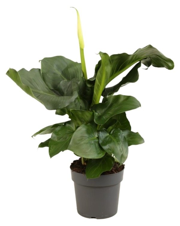 ZANTEDESCHIA - Aronskelk wit - Arom blanc ZANTEDESCHIA - Aronskelk wit - Arom blanc