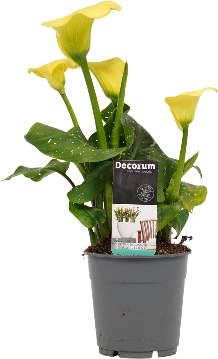 Zantedeschia calla GEEL