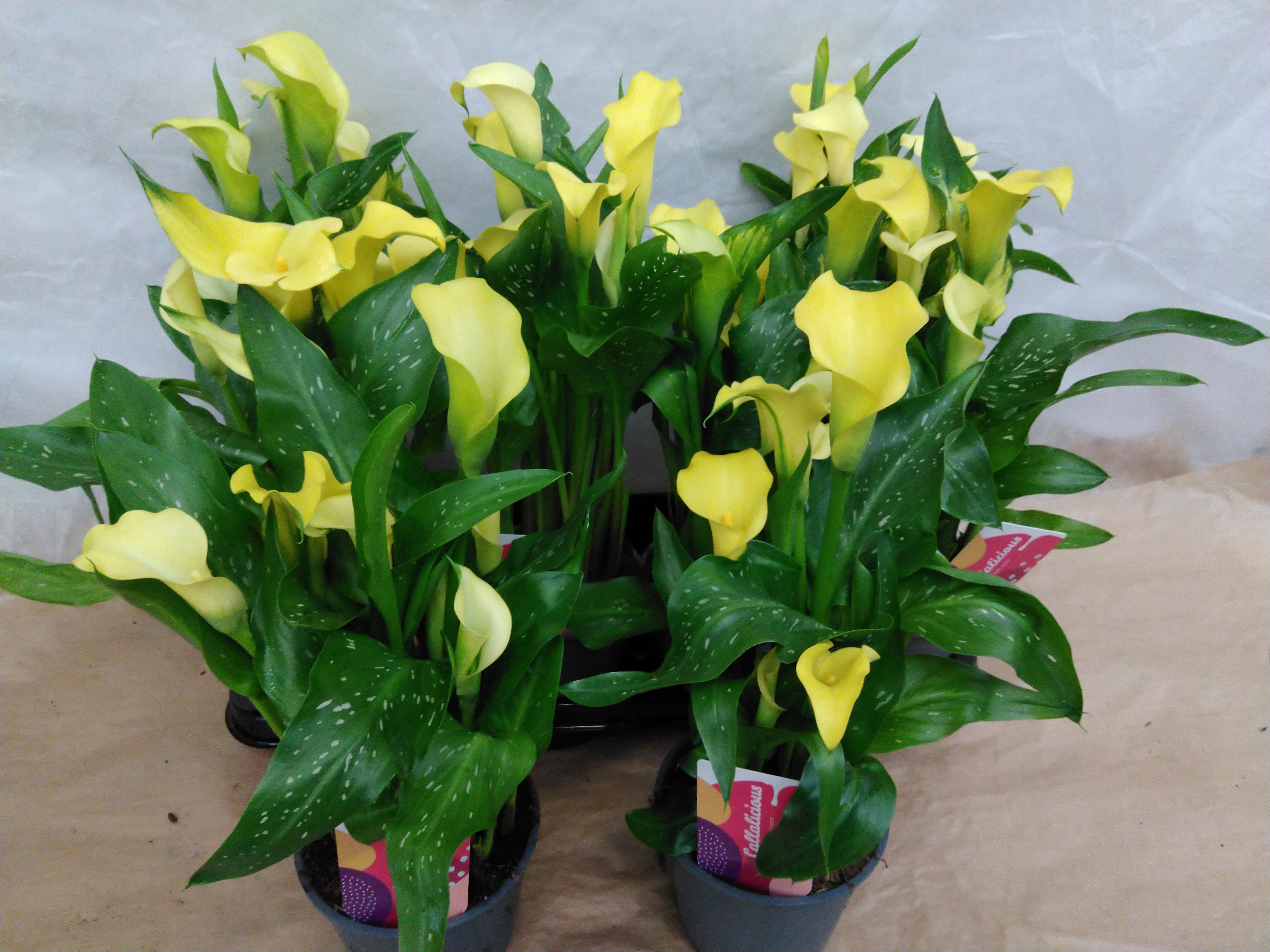 Zantedeschia calla GEEL