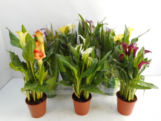 Zantedeschia mix / Decorum Zantedeschia mix / Decorum