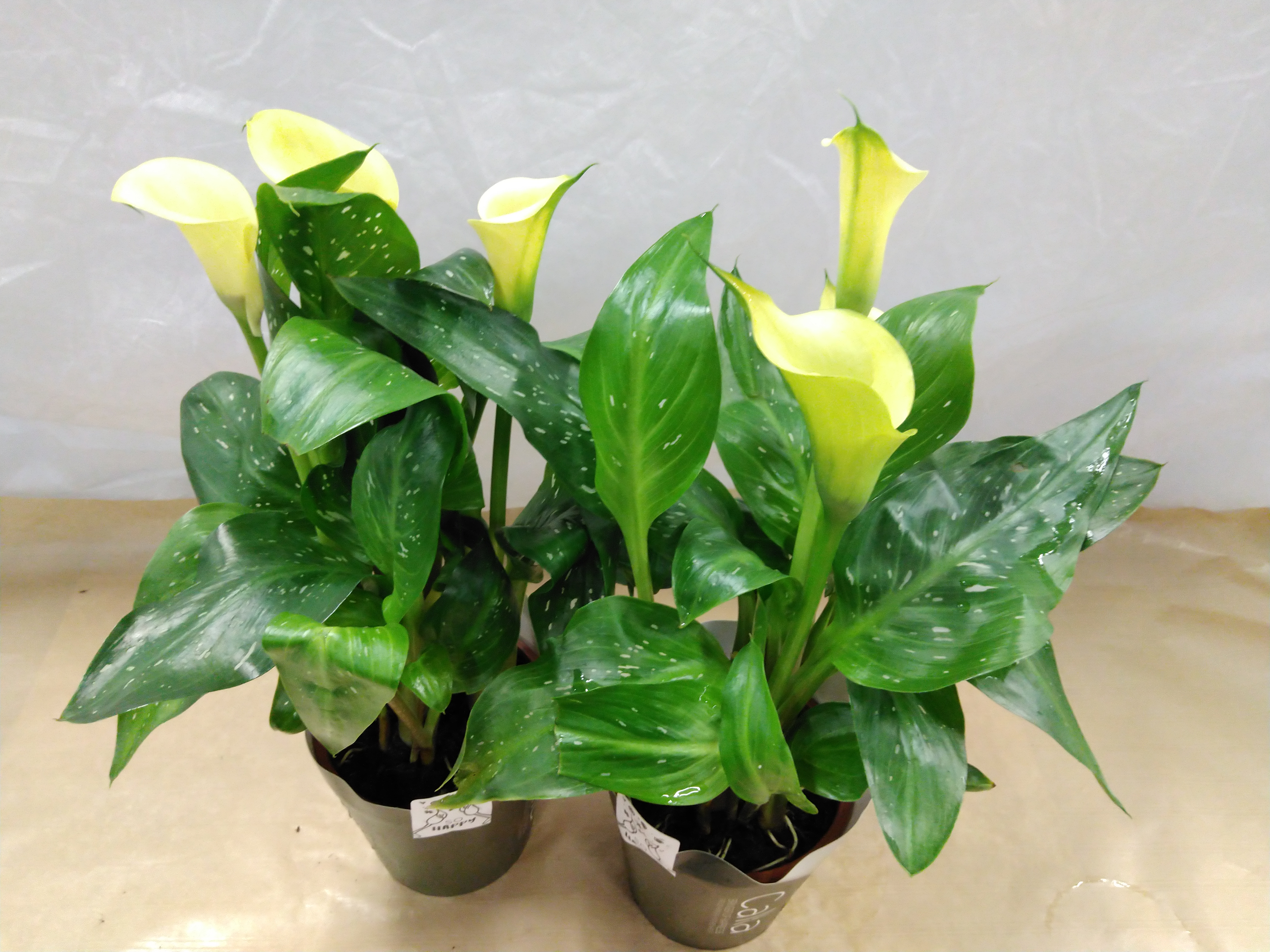 Zantedeschia Odessa