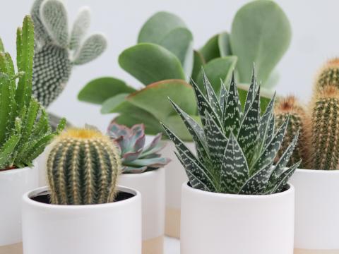 Cactussen en vetplanten