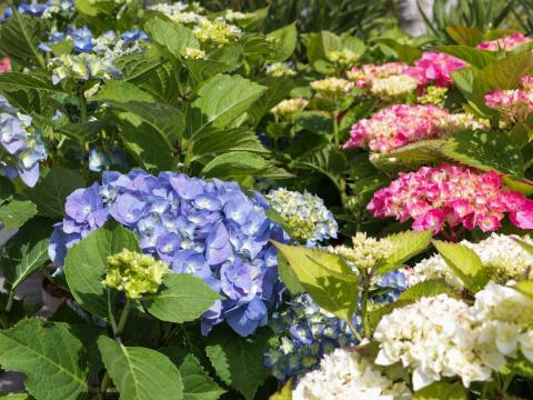 Hydrangea