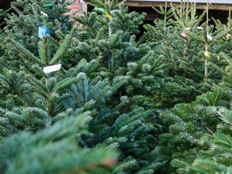 Kerstbomen