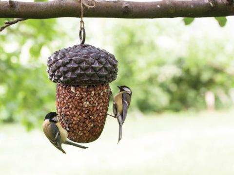 Vogels in de tuin