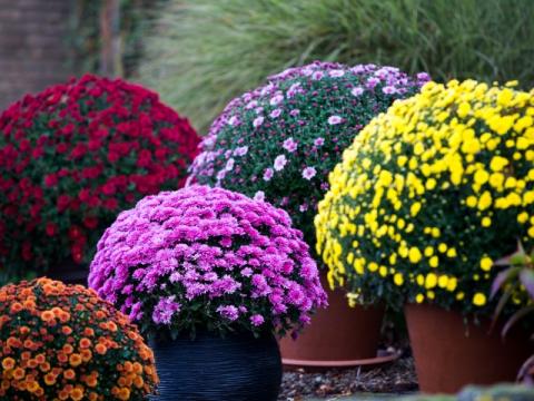 Chrysanten in kleuren