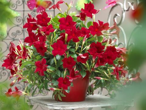 Dipladenia rood