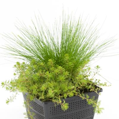 Mix mand 18 cm met 3 zuurstofplanten