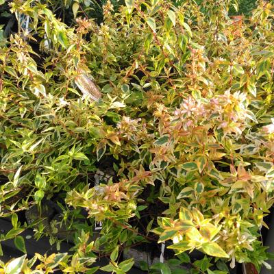 Abelia grandiflora 'Kaleidoscoop'