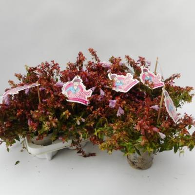 Abelia grandiflora 'Pink Lady'