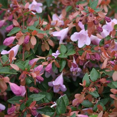 Abelia grandiflora 'Ping Pong'