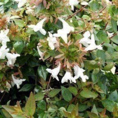 Abelia grandiflora 'Prostrata'