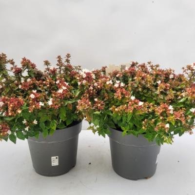 Abelia grandiflora 'Lady Peach'