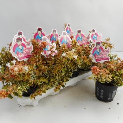 Abelia grandiflora 'Little Lady'