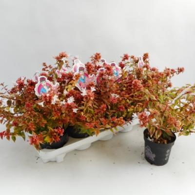 Abelia grandiflora 'Lady Summerdream'