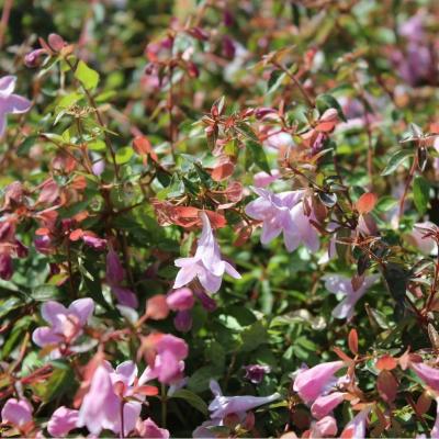 Abelia 'Pinky Bells'  ®