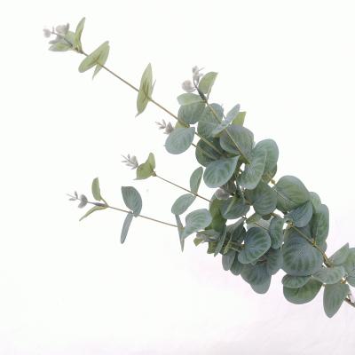 Zijdebloem Eucalyptus breed
