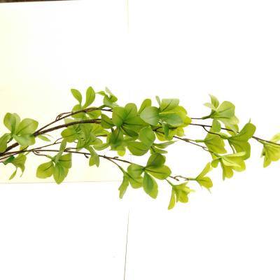 Zijdebloem Tropaeolum Spray groen