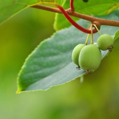 Actinidia arguta 'Issai'