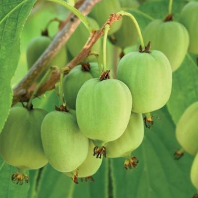 Actinidia arguta 'Issai'