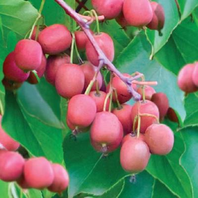 Actinidia arguta Ken's Red