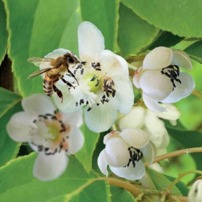 Actinidia arguta 'Weikii'