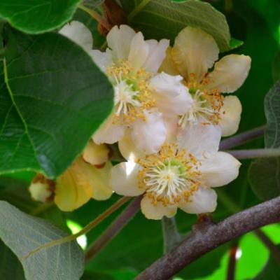 Actinidia chinensis 'Atlas'