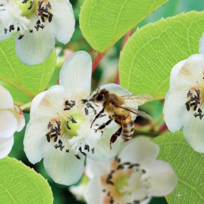 Actinidia chinensis 'Atlas'