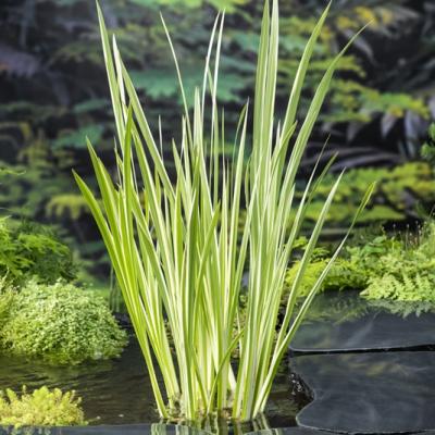 Acorus calamus 'Variegatus'