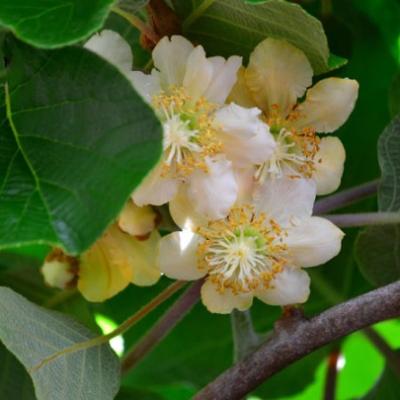 Actinidia deliciosa 'Atlas'