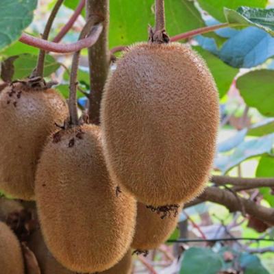 Actinidia deliciosa 'Hayward'