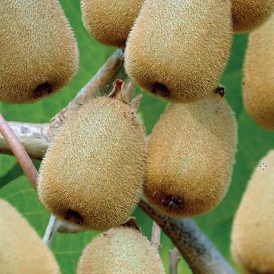 Actinidia deliciosa 'Hayward'