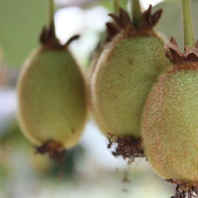 Actinidia deliciosa 'Jenny'