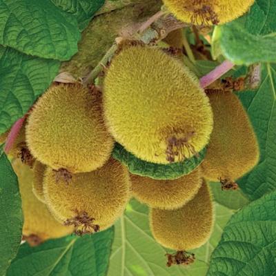 Actinidia deliciosa 'Jenny'