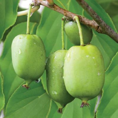 Actinidia arguta Fresh Jumbo