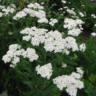 Achillea millefolium