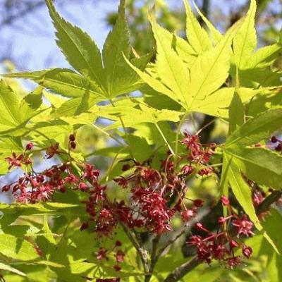 Acer palmatum