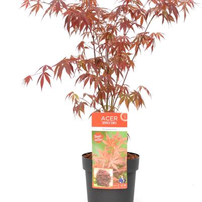 Acer pal. 'Atropurpureum'