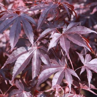 Acer pal. 'Bloodgood'