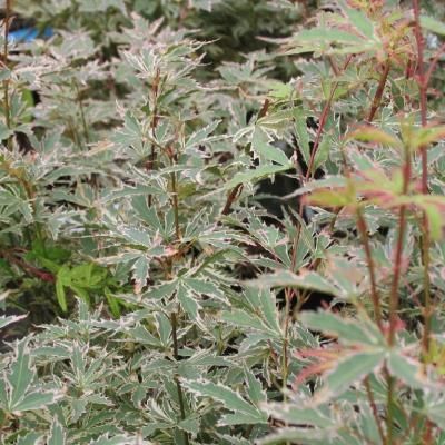 Acer pal. 'Butterfly'
