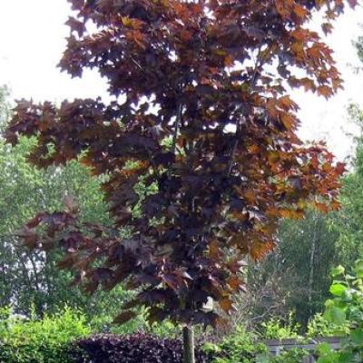 Acer plat. 'Crimson King'  HO 8/10