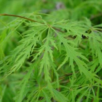 Acer pal. 'Dissectum'