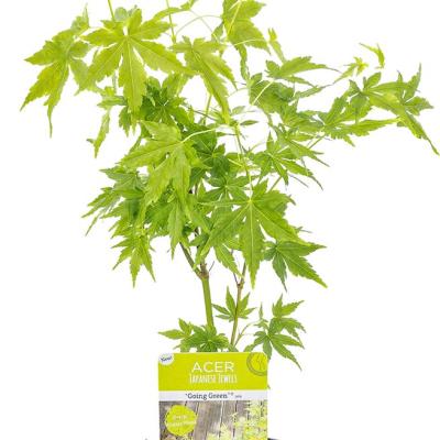 Acer pal. 'Going Green'®