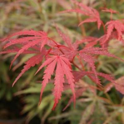 Acer pal. 'Jerre Schwartz'